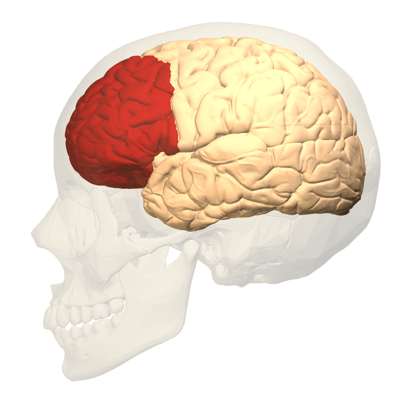 Prefrontal cortex left lateral view